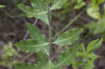Green comet milkweed